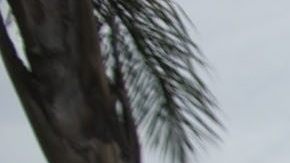 CARAVANA PARA PEDIR AL GOBERNADOR DE CALIFORNIA QUE APRUEBE ACTA DE CONFIANZA