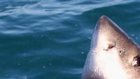 Las playas del sur de California han sido criadero del tiburón blanco desde hace 100 años.