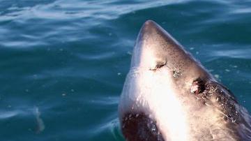 Las playas del sur de California han sido criadero del tiburón blanco desde hace 100 años.