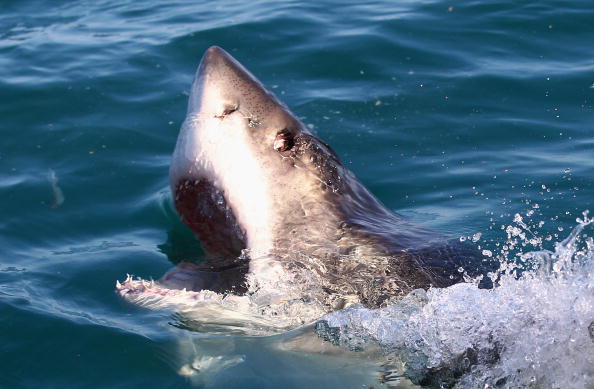 El tiburón blanco medía 13 pies.