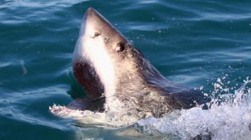 Las playas del sur de California han sido criadero del tiburón blanco desde hace 100 años.