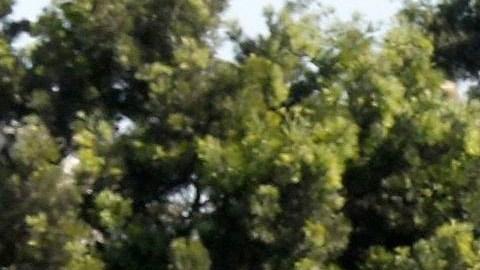 La expansión de la Línea Púrpura está en limbo.