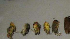 Según la fiscalía, los pájaros fueron colocados en el equipaje de tal manera para impedir su movimiento.