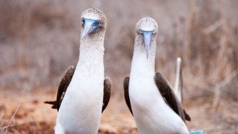 Pájaros