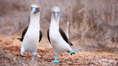Pájaros
