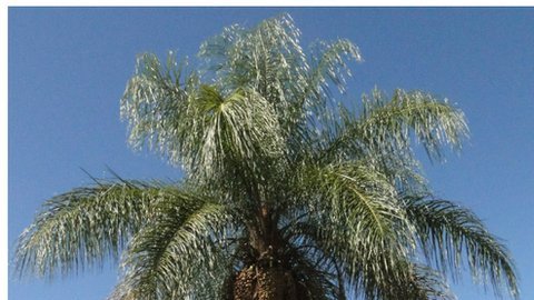 El coyol es una especie nativa de Brasil.
