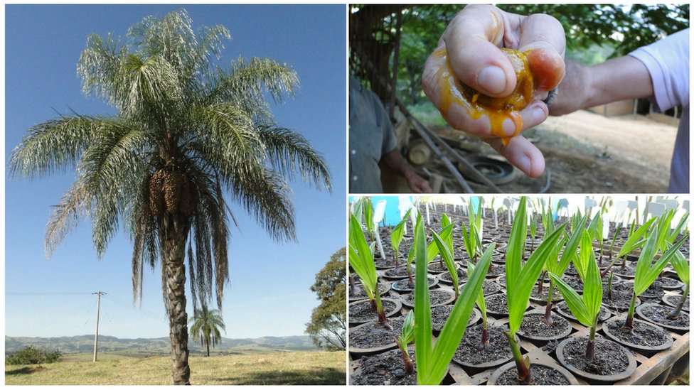 Esta palmera podría ser el nuevo “oro verde” de Brasil