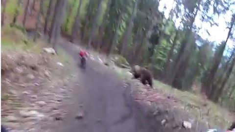 Ciclista y oso