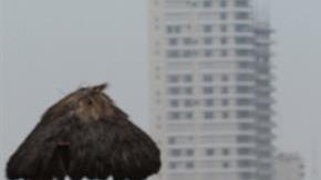 Temporada de huracanes