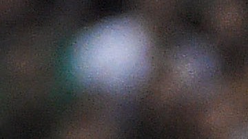 Chicharito