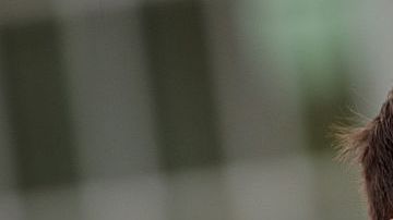 El abogado y creador de la Ley SB1070 de Arizona, Kris Kobach.