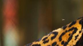 Especies el riesgo por El Miuro