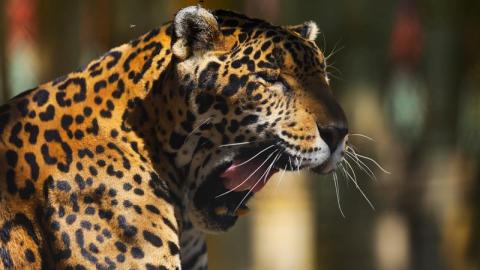 Especies el riesgo por El Miuro