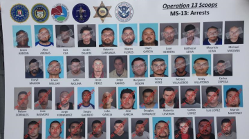 Miembros de la MS-13 arrestados como parte del operativo en Los Angeles. (Aurelia Ventura)