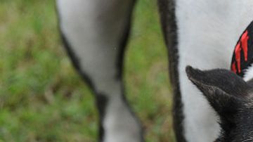 Dos perros de la raza Pitbull mataron a un niño.