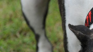 Dos perros de la raza Pitbull mataron a un niño.