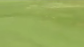 Una enorme serpiente pitón se estuvo paseando por un campo de golf en Sudáfrica