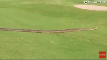 Una enorme serpiente pitón se estuvo paseando por un campo de golf en Sudáfrica