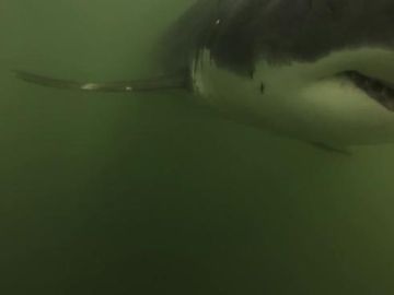 Entre 10 y 20 tiburones se aparecieron en la costa de Long Beach.