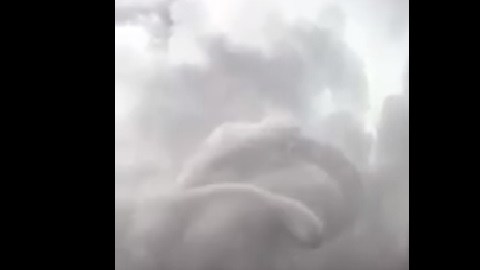 Tornado Chihuahua