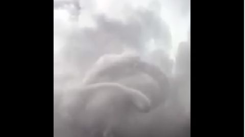 Tornado Chihuahua