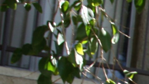 En Los Ángeles, las personas de bajos recursos batallan para conseguir un hogar.
