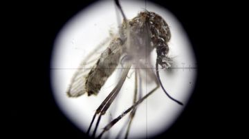 Vista microscópica de la especie Aedes aegypti, transmisor del zika