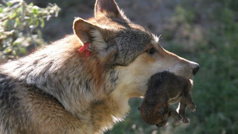 Lobos grises mexicanos