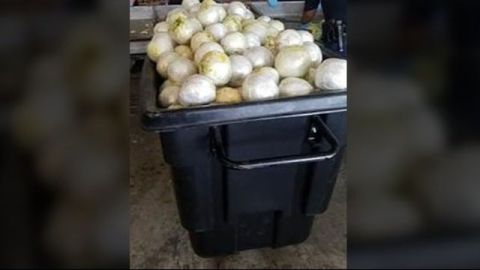 Perros entrenados descubrieron el gigantesco cargamento