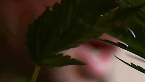 Una planta de cannabis en CannaSearch, la primera feria de empleo de cannabis de Colorado.