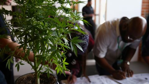 Una planta de cannabis en CannaSearch, la primera feria de empleo de cannabis de Colorado.