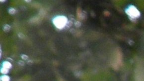 El loro Amazonas de alas azules, descubierto en Yucatán.