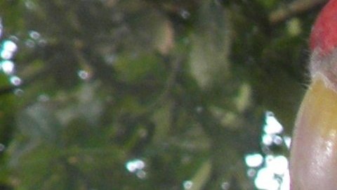 El loro Amazonas de alas azules, descubierto en Yucatán.