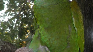 El loro Amazonas de alas azules, descubierto en Yucatán.