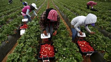 Se calcula que entre un 60% y 70% de los trabajadores del campo en EEUU son inmigrantes.