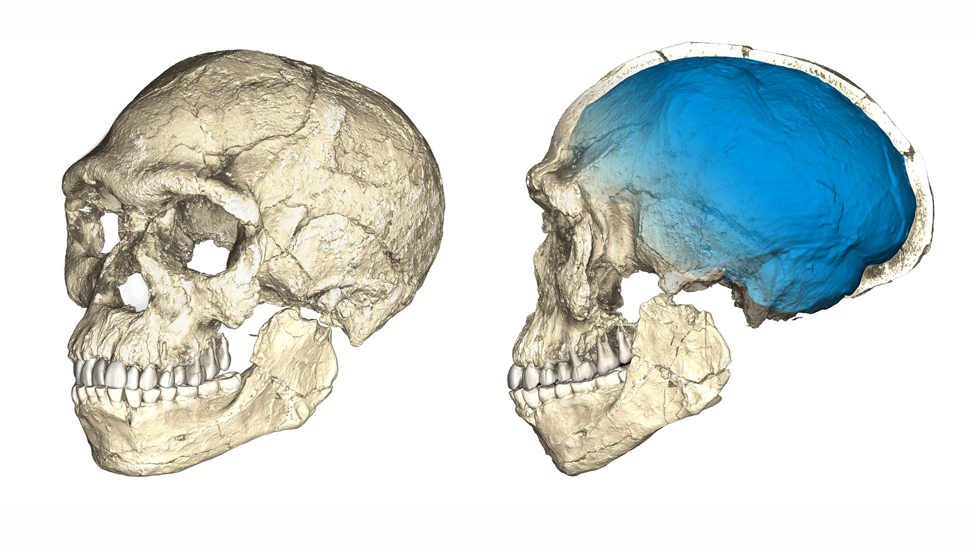 Los restos de Jebel Irhoud retrasan miles de años el origen del Homo Sapiens