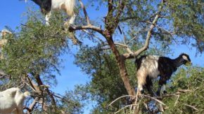 Cabras en Marruecos