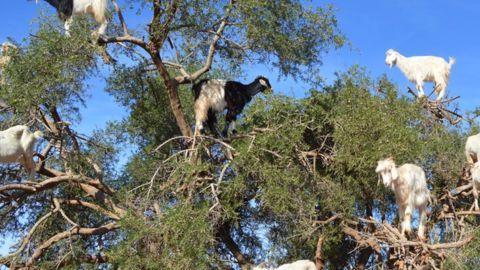 Cabras en Marruecos
