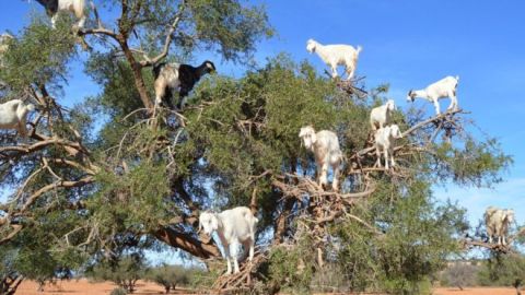 Cabras en Marruecos