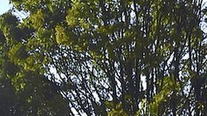 El observatorio formó parte de la Expedición Botánica en el virreinato de la Nueva Granada.