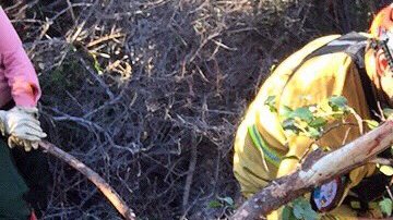 Varios rescatistas ayudan a salvar al caballo caído en un barranco.