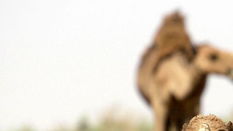 Una ciudad de Irán experimentó un nuevo récord de calor mundial.