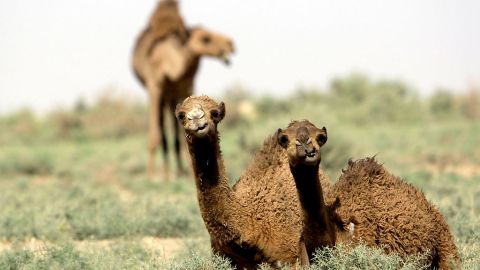 Una ciudad de Irán experimentó un nuevo récord de calor mundial.