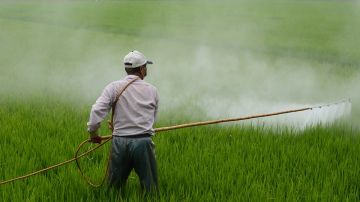 Herbicida siendo usado en campo de arroz.