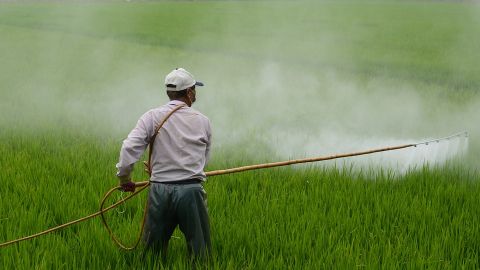 Herbicida siendo usado en campo de arroz.