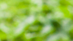 Las plantas florales de la temporada aportan color y belleza al ambiente.