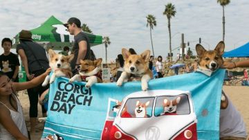Perritos corgi con sus amos en Long Beach.