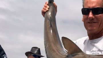 El capitán Chris Pica sujeta al tiburón cazón liberado.