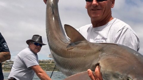 El capitán Chris Pica sujeta al tiburón cazón liberado.