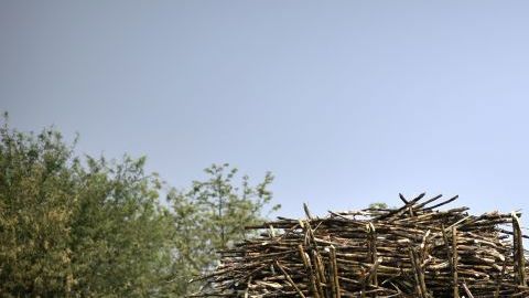 Trabajadores cargan un camión de caña de azúcar en Atencingo, Puebla.